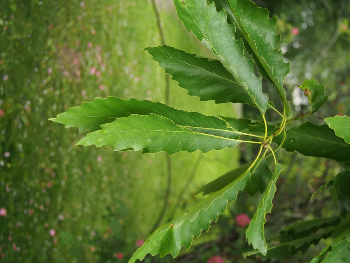 Chinkapin Oak thumbnail 2
