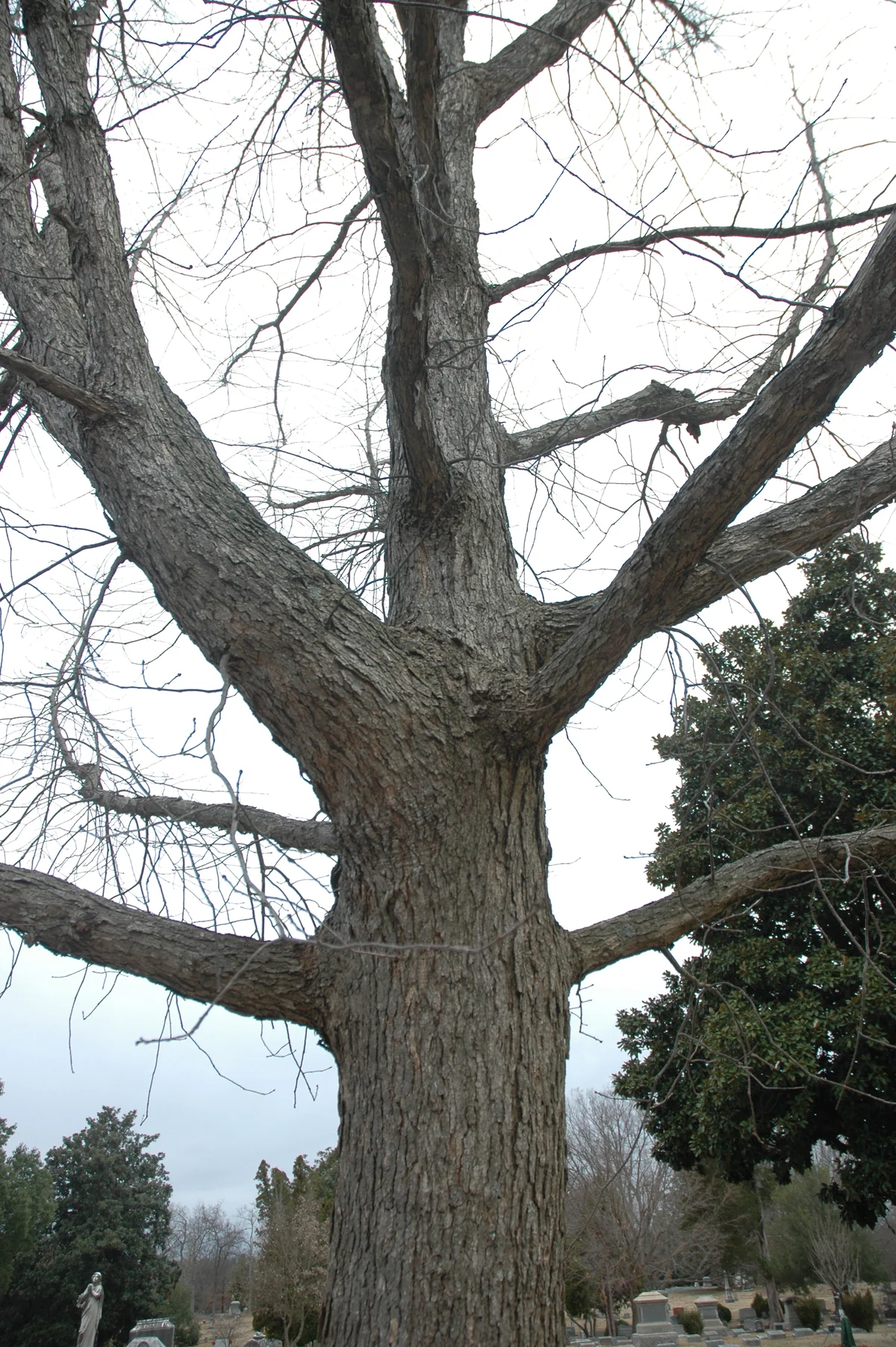 Chinkapin Oak thumbnail 3