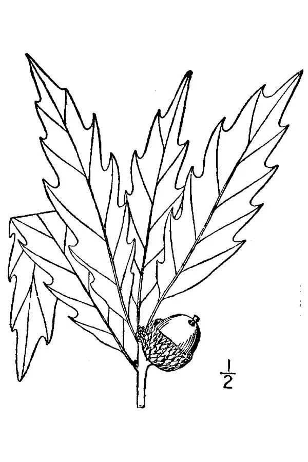 Chinkapin Oak (Quercus muehlenbergii) in Middle Tennessee
