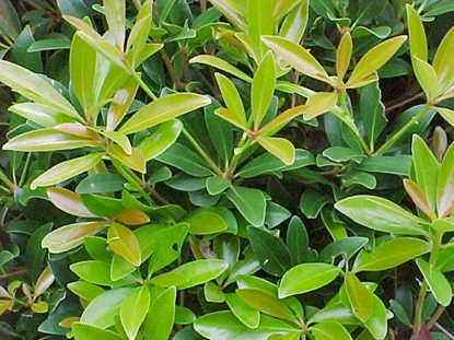 Cleyera (Ternstroemia gymnanthera) in Middle Tennessee