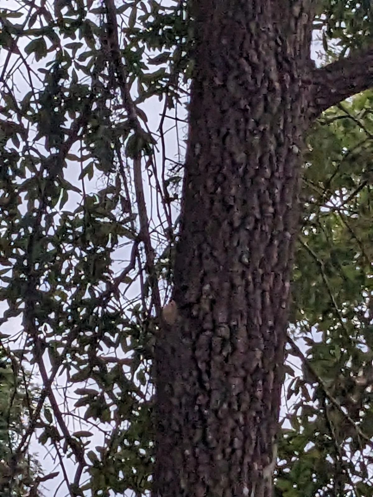 Common Persimmon thumbnail 2