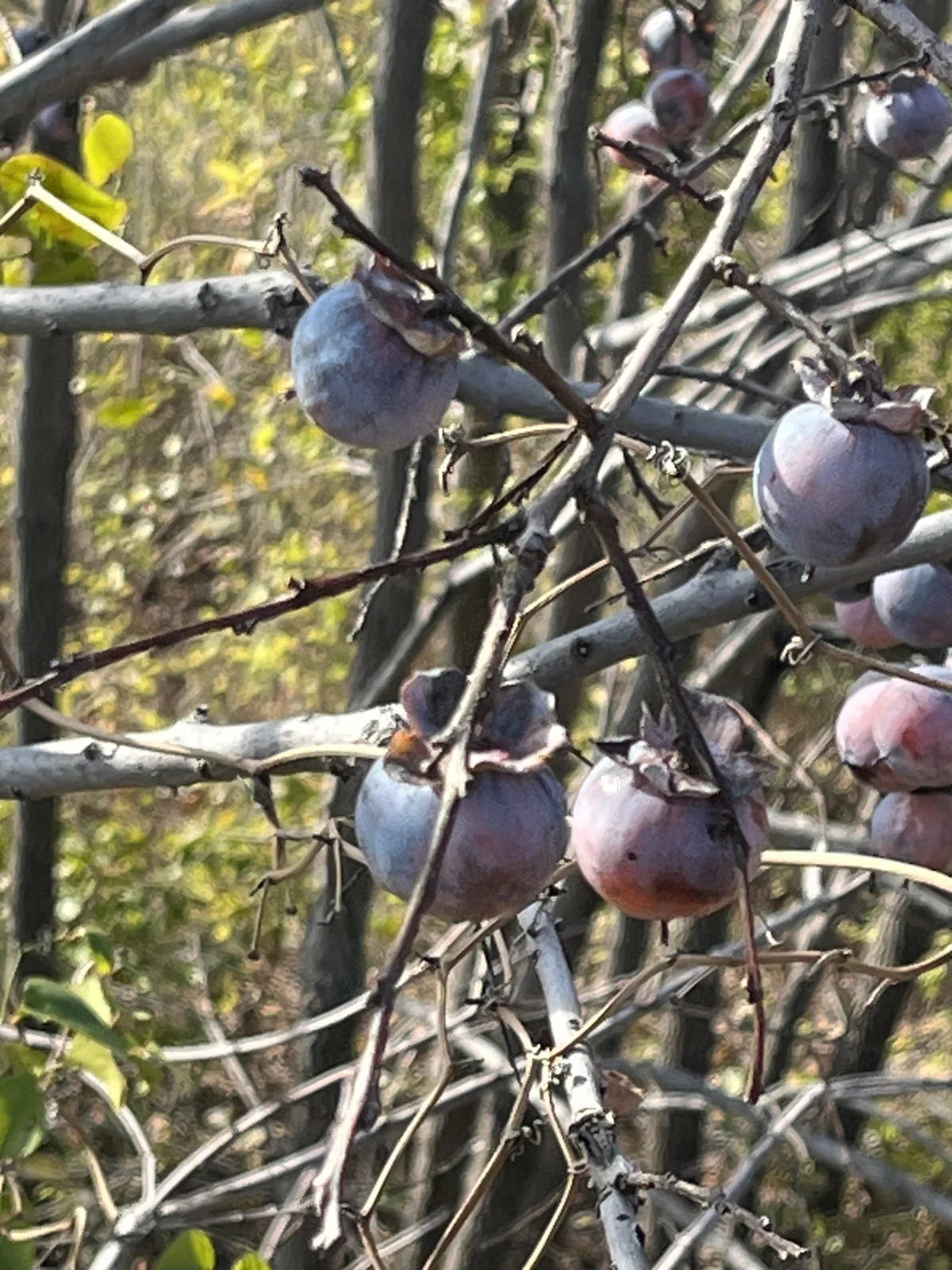 Common Persimmon thumbnail 3