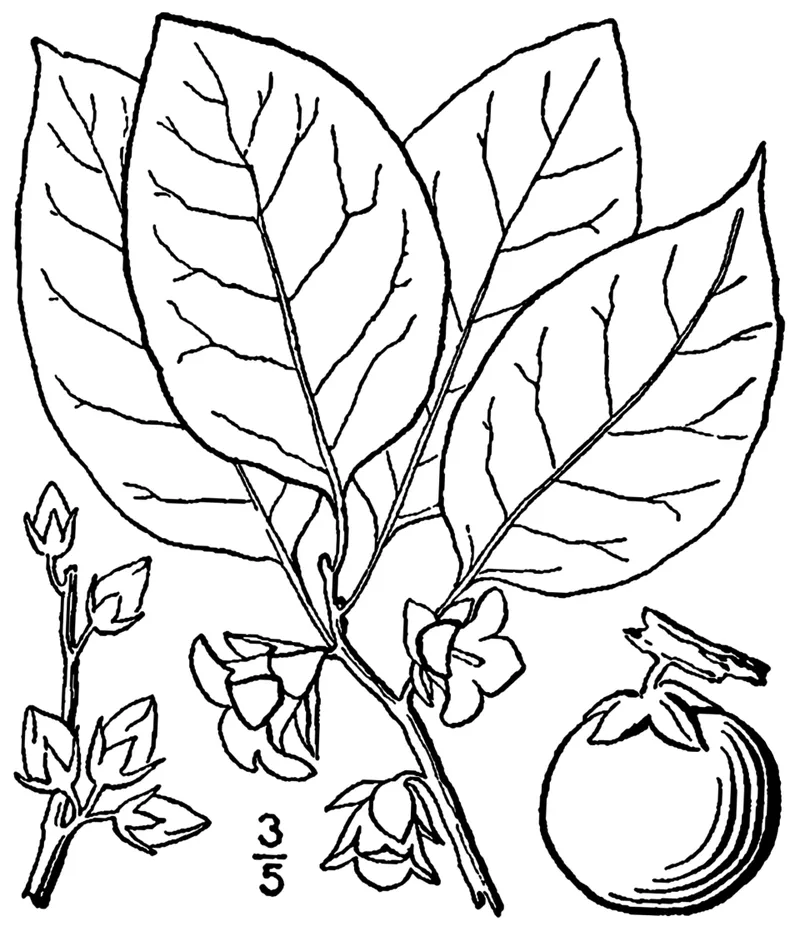 Common Persimmon (Diospyros virginiana) in Middle Tennessee