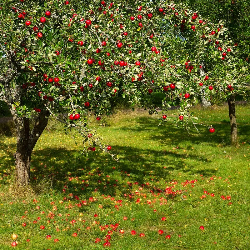Crabapple (Malus domestica) in Middle Tennessee