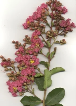 Crape Myrtle (Lagerstroemia indica) in Middle Tennessee