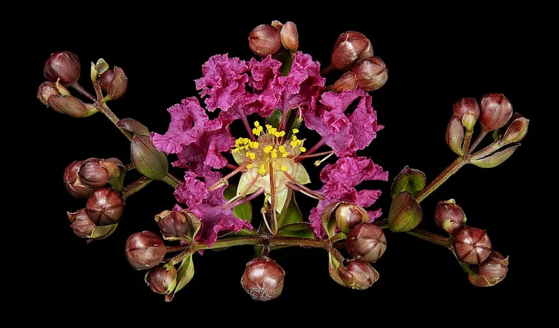 Crapemyrtle (Lagerstroemia indica / fauriei) in Middle Tennessee