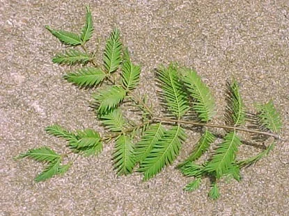 Dawn Redwood (Metasequoia glyptostroboides) in Middle Tennessee