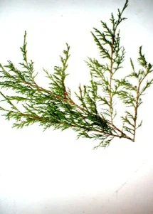 Eastern Red Cedar (Juniperus virginiana) in Middle Tennessee