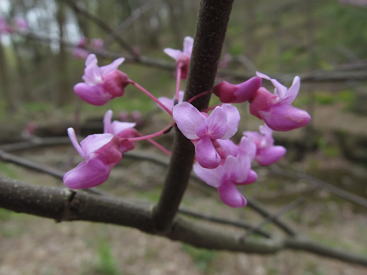 Eastern Redbud thumbnail 2