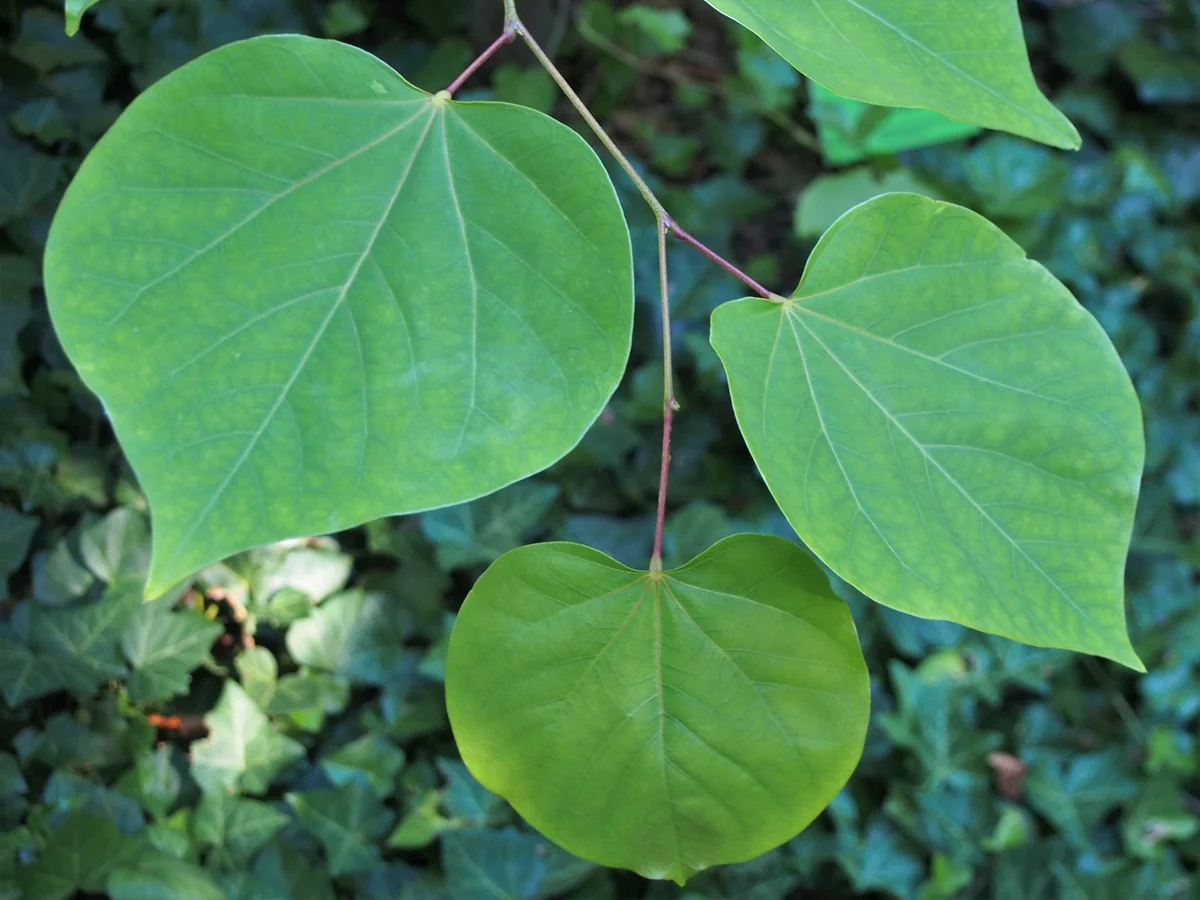 Eastern Redbud thumbnail 3