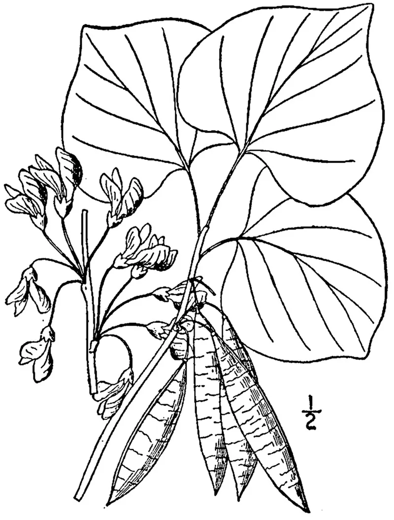 Eastern Redbud (Cercis canadensis) in Middle Tennessee