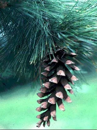 Eastern White Pine (Pinus strobus) in Middle Tennessee