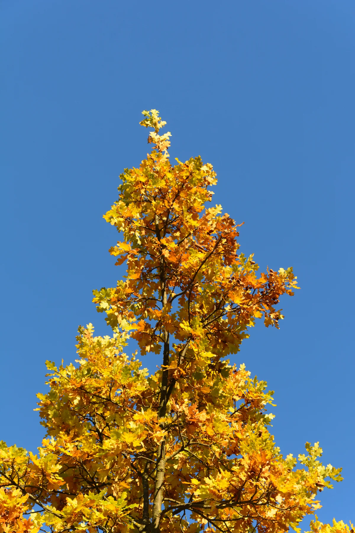 English Oak thumbnail 2