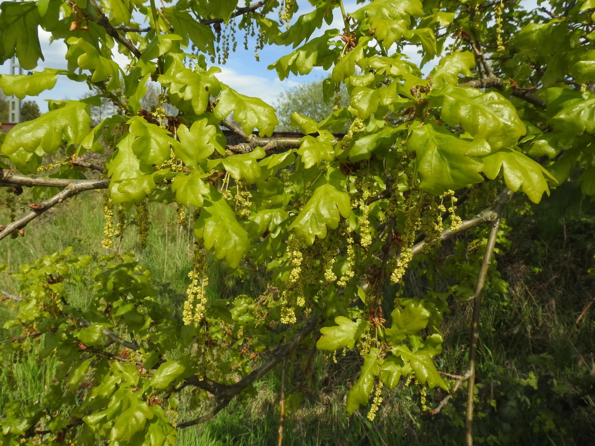 English Oak thumbnail 3