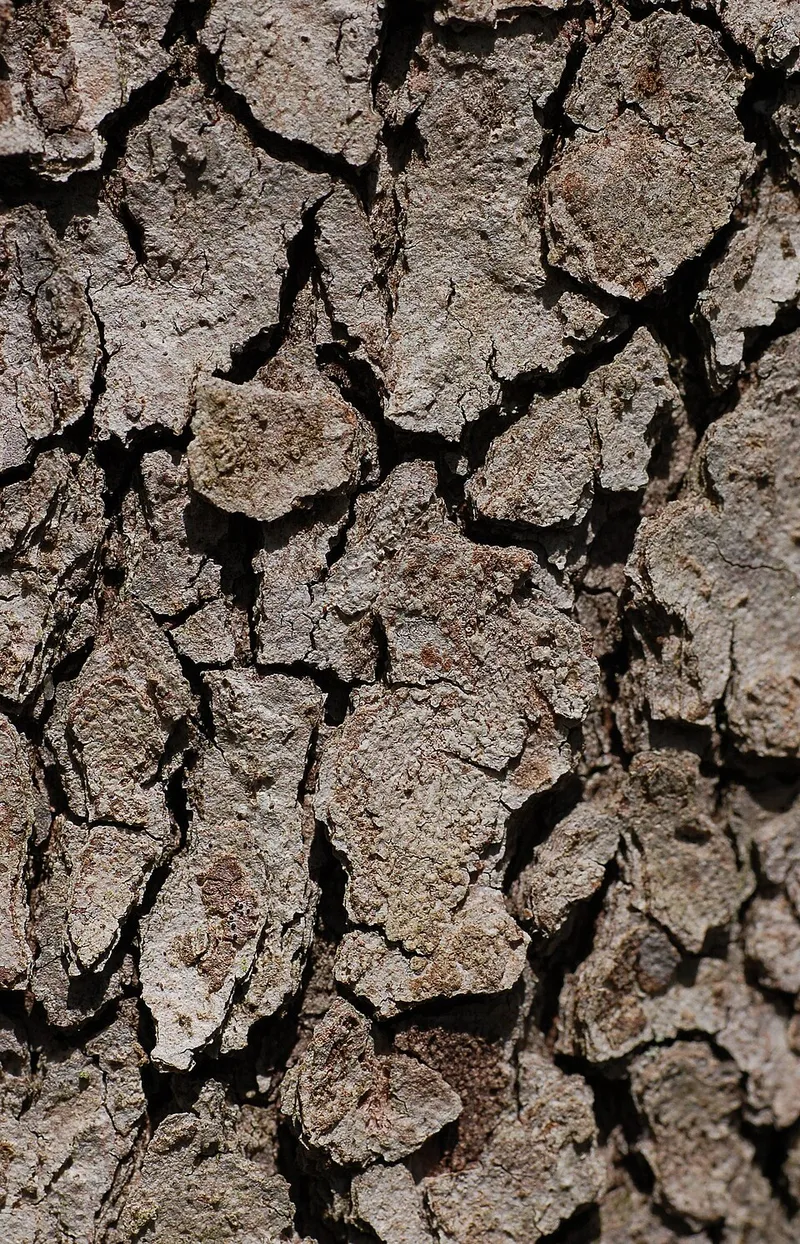 Flowering Dogwood (Cornus florida) in Middle Tennessee