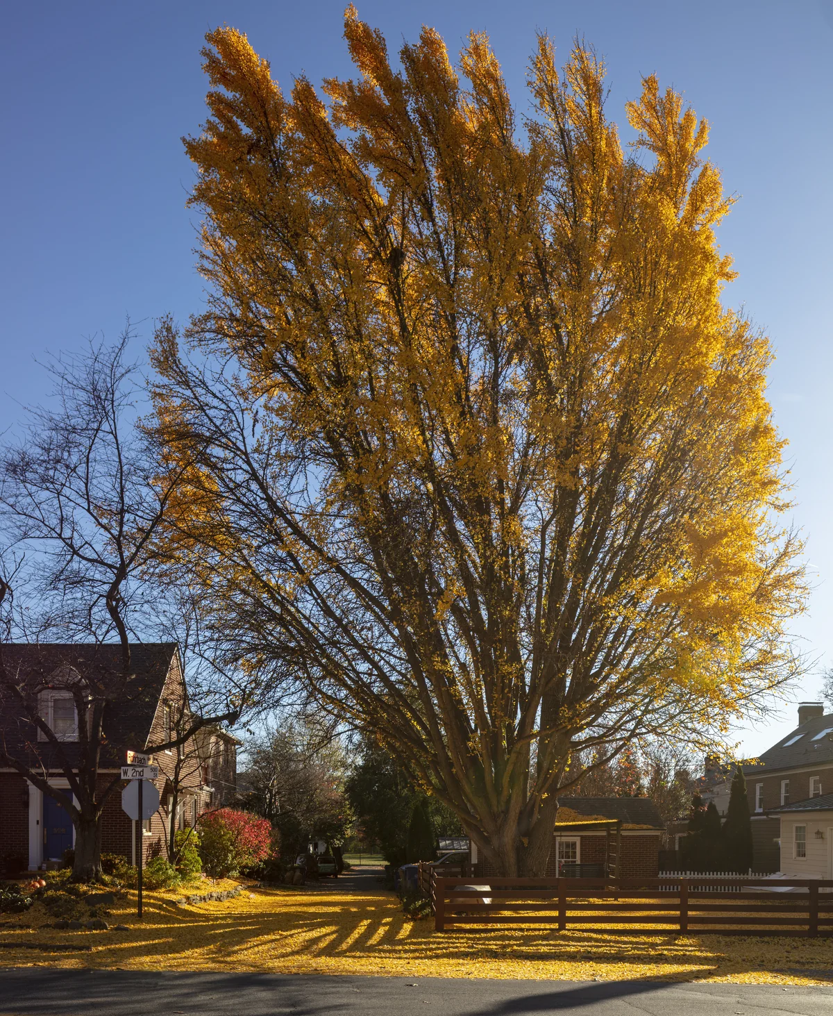 Ginkgo thumbnail 2