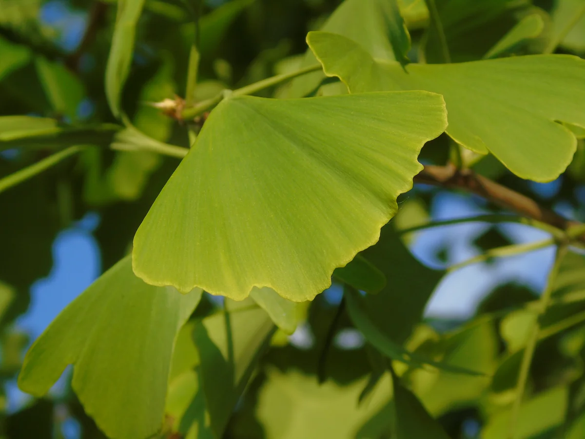 Ginkgo thumbnail 3