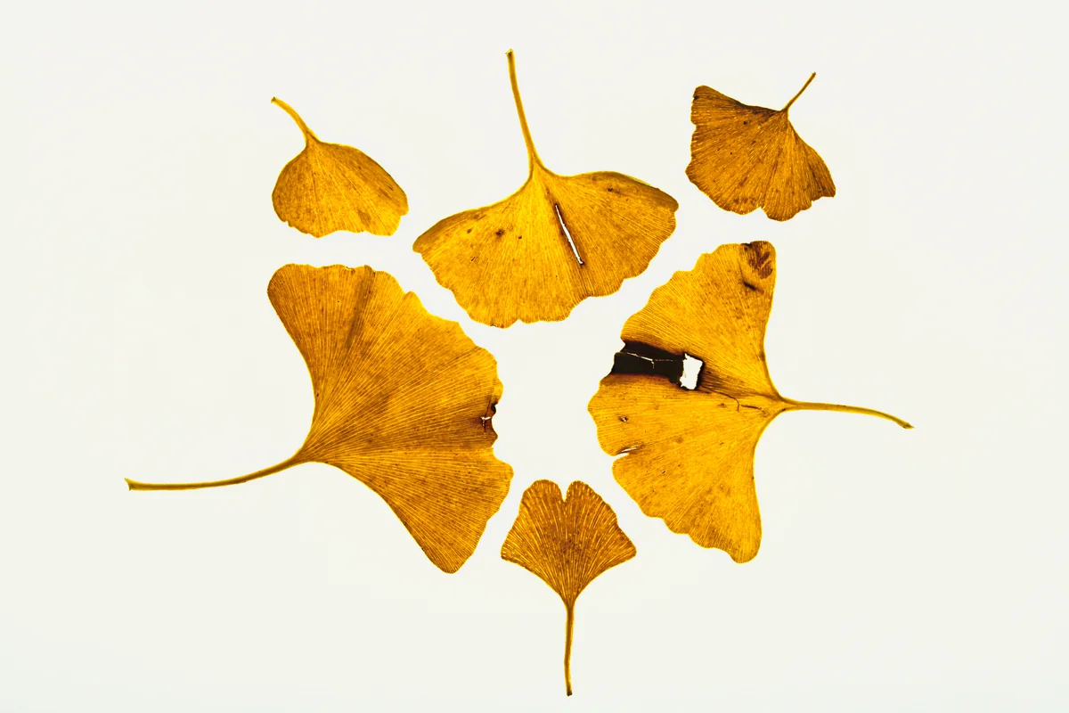 Ginkgo thumbnail 4