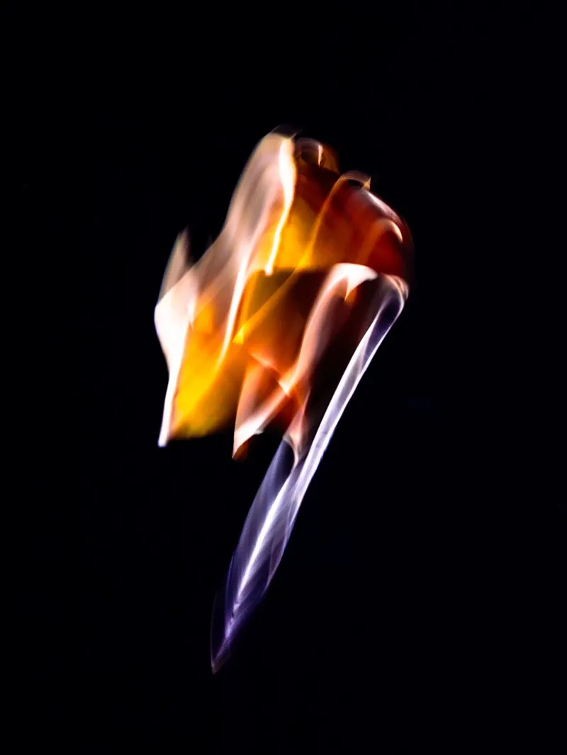 Ginkgo (Ginkgo biloba) in Middle Tennessee