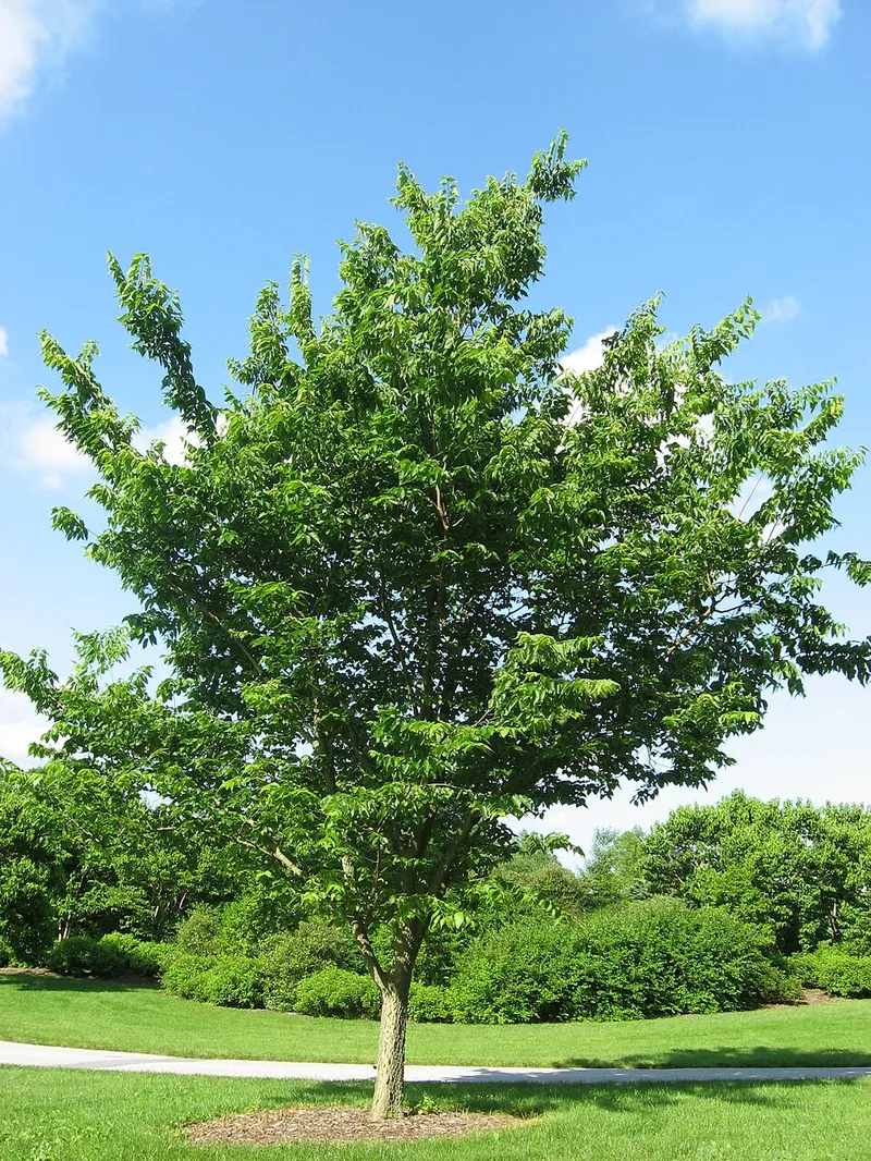 Hackberry (Celtis occidentalis) in Middle Tennessee