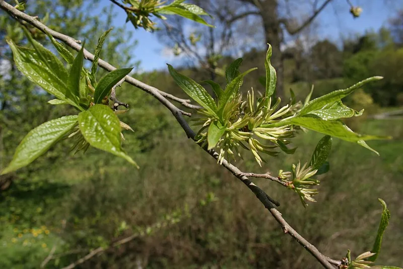 Hardy Rubber Tree (Eucommia ulmoides) in Middle Tennessee