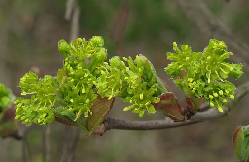 Hedge Maple (Acer campestre) in Middle Tennessee
