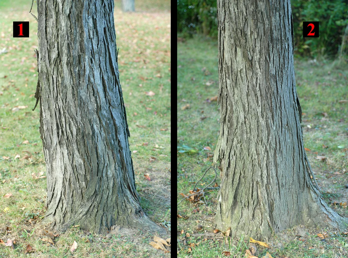 Hickory thumbnail 2