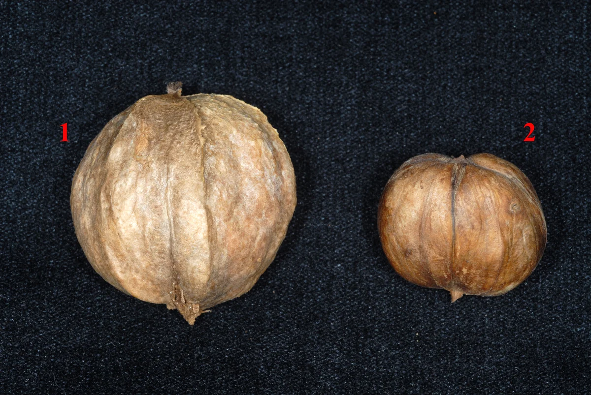 Hickory thumbnail 3