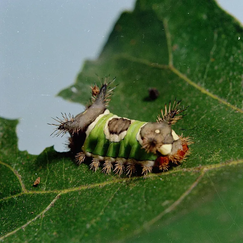 Hickory (Carya spp.) — landscape plant in Middle Tennessee