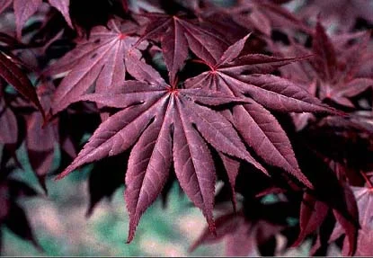 Japanese Maple (Acer palmatum) in Middle Tennessee