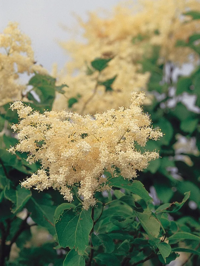 Japanese Tree Lilac (Syringa reticulata) in Middle Tennessee