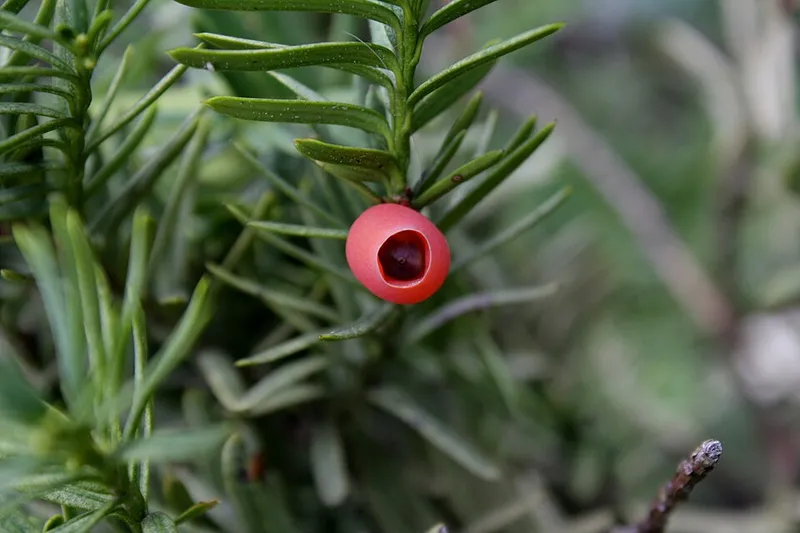 Japanese Yew (Taxus cuspidata) in Middle Tennessee
