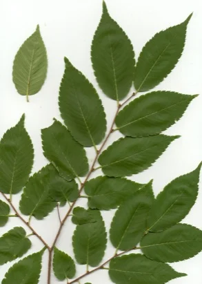 Japanese Zelkova (Zelkova serrata) in Middle Tennessee