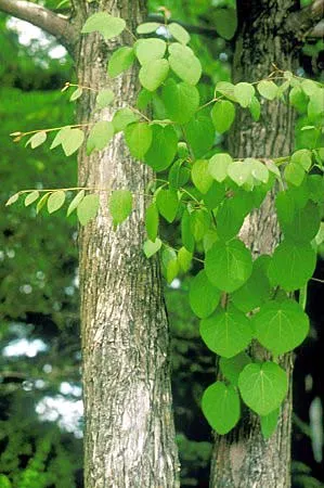 Katsura Tree (Cercidiphyllum japonicum) in Middle Tennessee