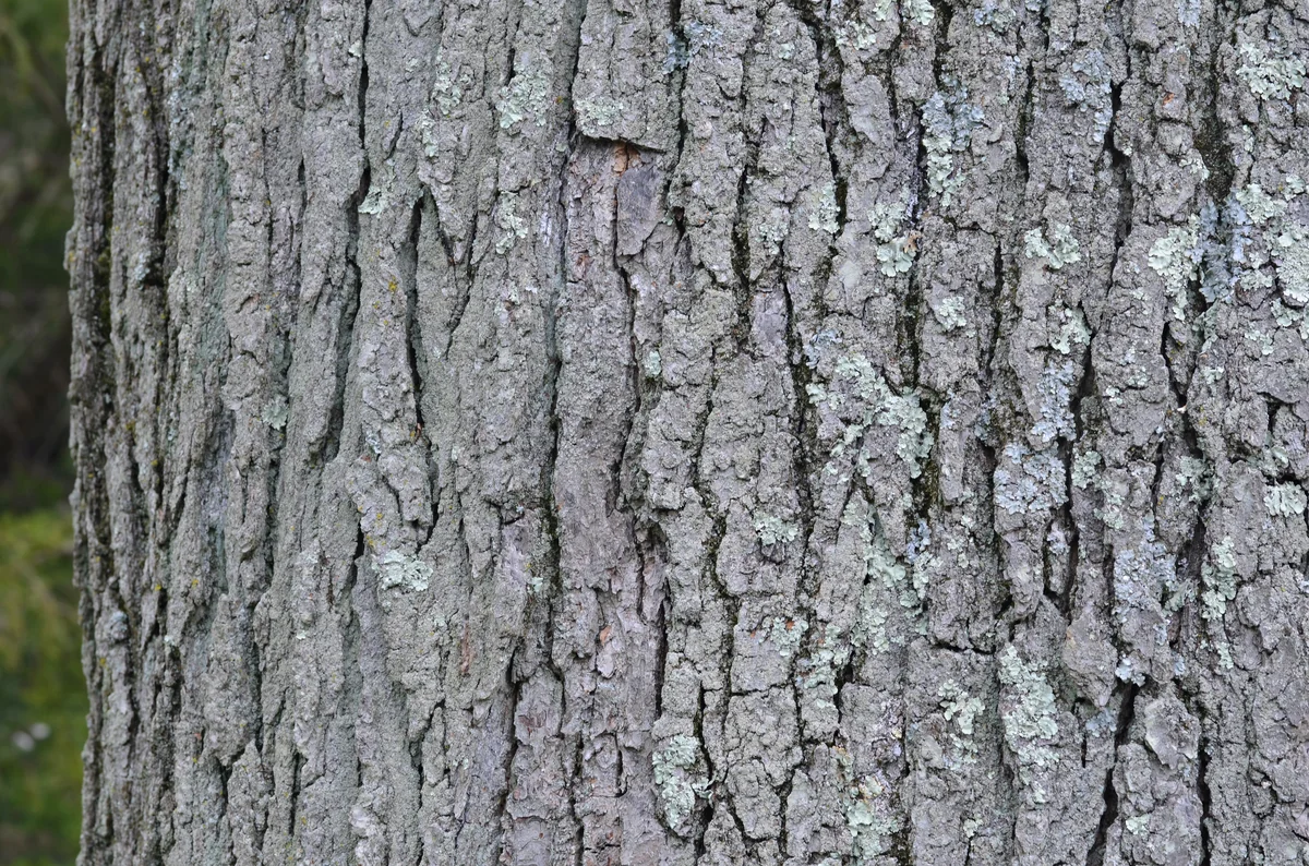 Kentucky Coffeetree thumbnail 2