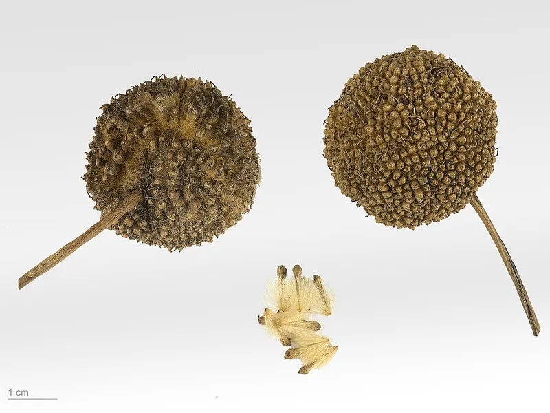 London Planetree (Platanus x acerifolia) in Middle Tennessee