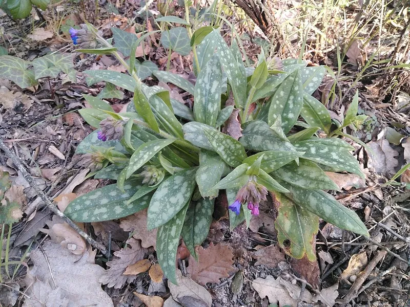 Lungwort (Pulmonaria longifolia) in Middle Tennessee