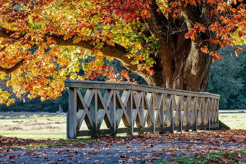 Northern Red Oak (Quercus rubra) in Middle Tennessee