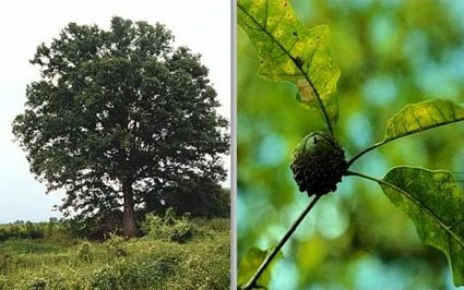 Overcup Oak (Quercus lyrata) in Middle Tennessee