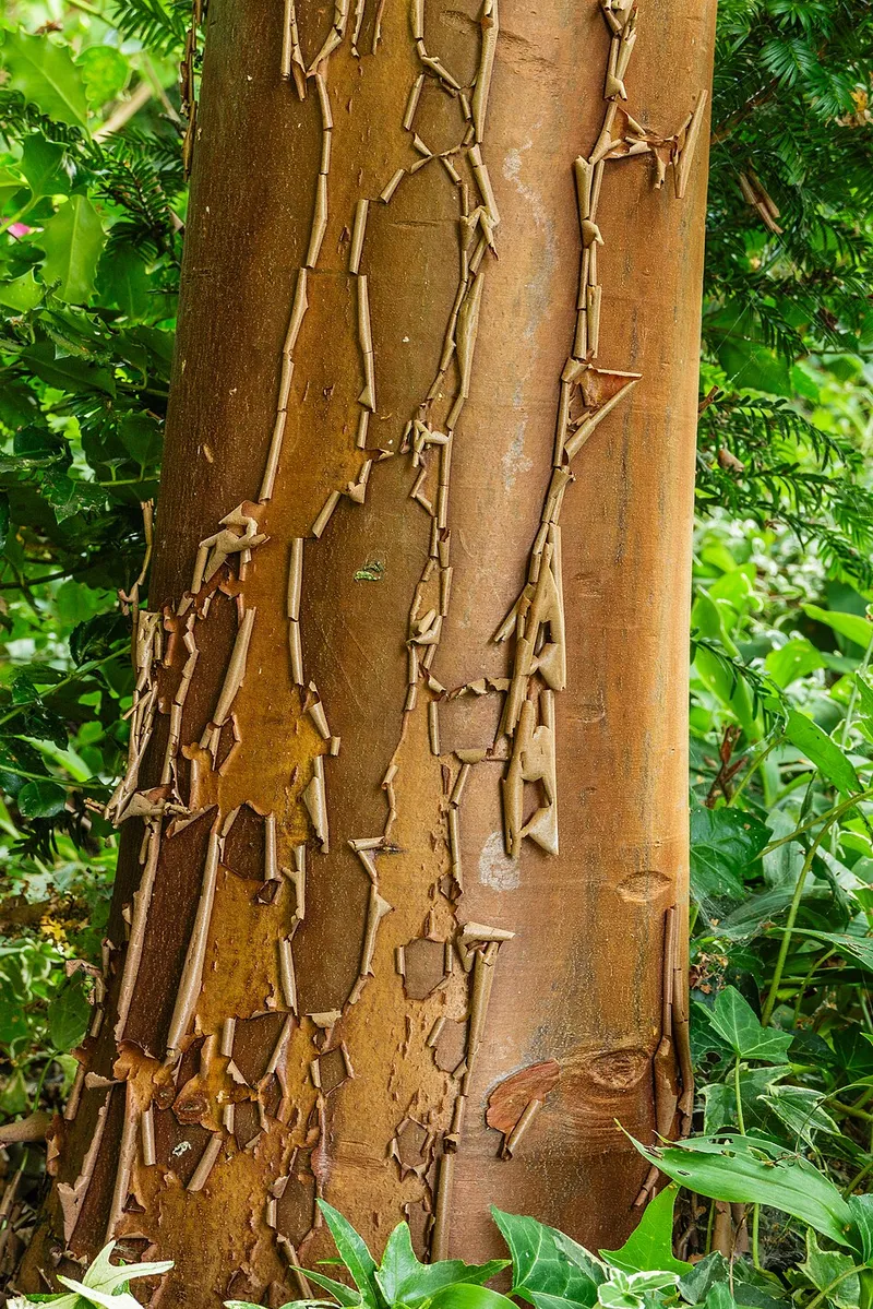 Paperbark Maple (Acer griseum) in Middle Tennessee