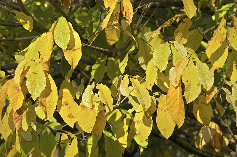 Pawpaw (Asimina triloba) in Middle Tennessee