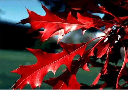 Pin Oak (Quercus palustris) in Middle Tennessee