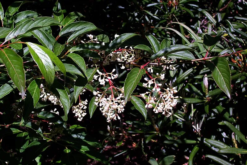 Prague Viburnum (Viburnum x hybrid) in Middle Tennessee