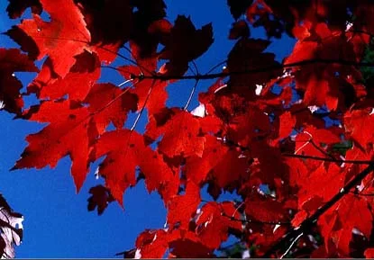 Red Maple (Acer rubrum) in Middle Tennessee