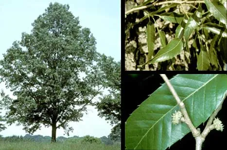 Sawtooth Oak (Quercus acutissima) in Middle Tennessee