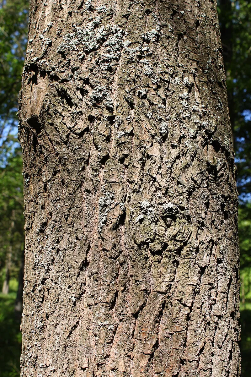 Scarlet Oak (Quercus coccinea) in Middle Tennessee