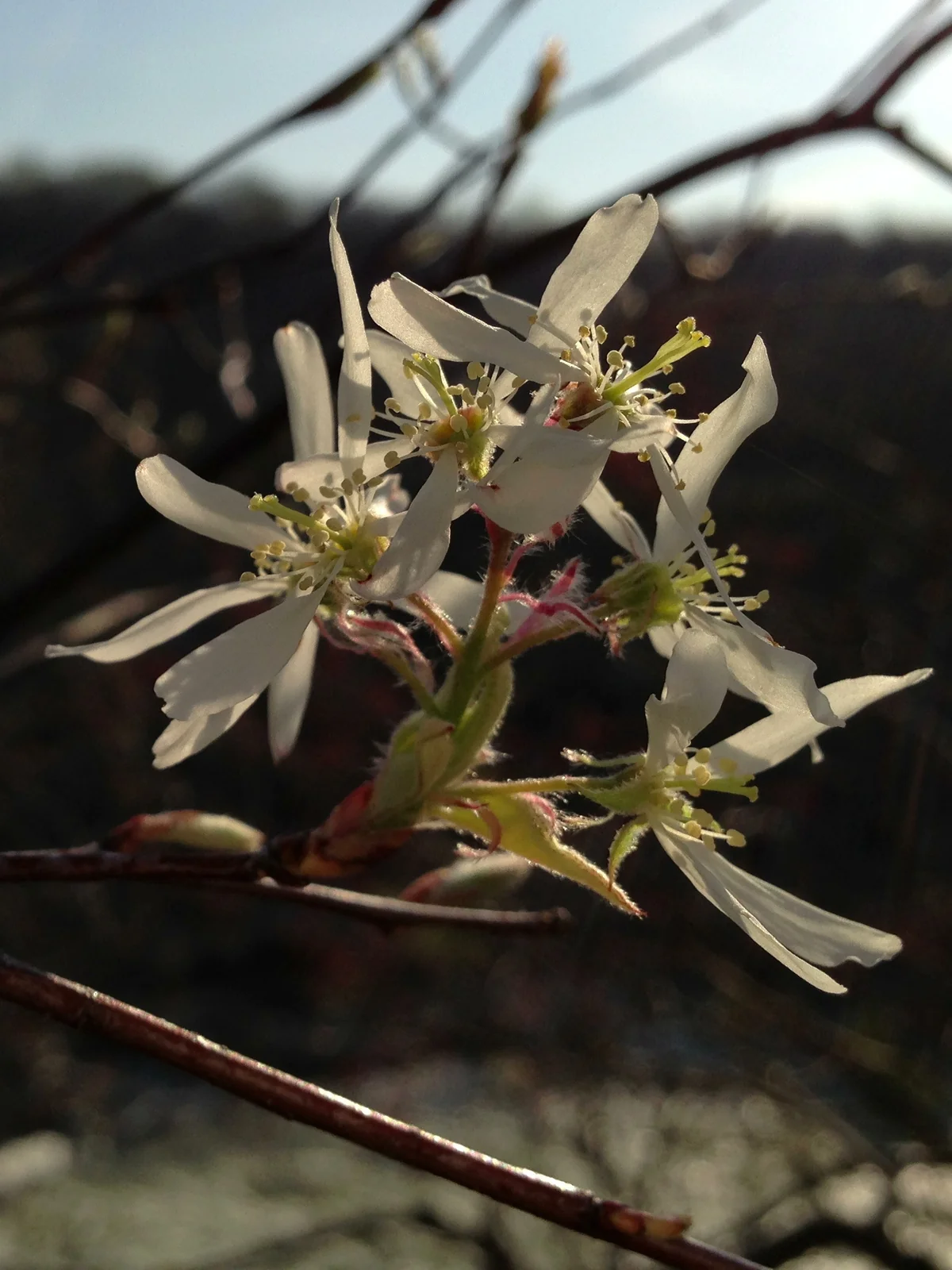 Serviceberry thumbnail 2