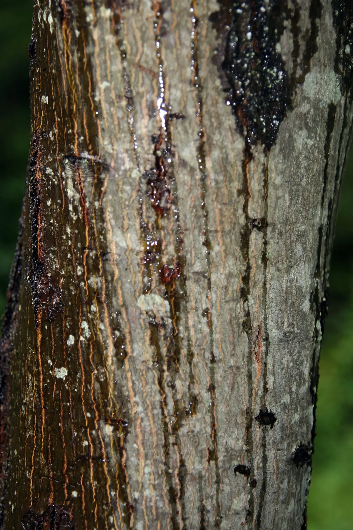 Serviceberry thumbnail 3