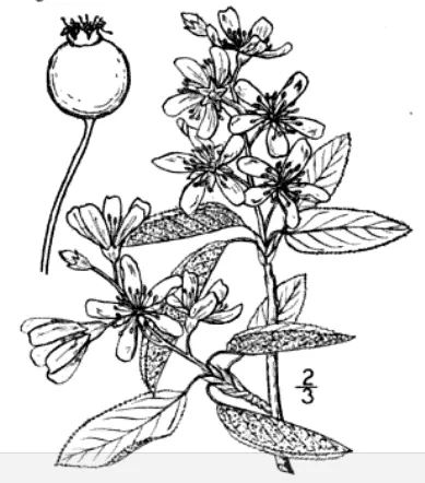 Serviceberry (Amelanchier arborea) in Middle Tennessee