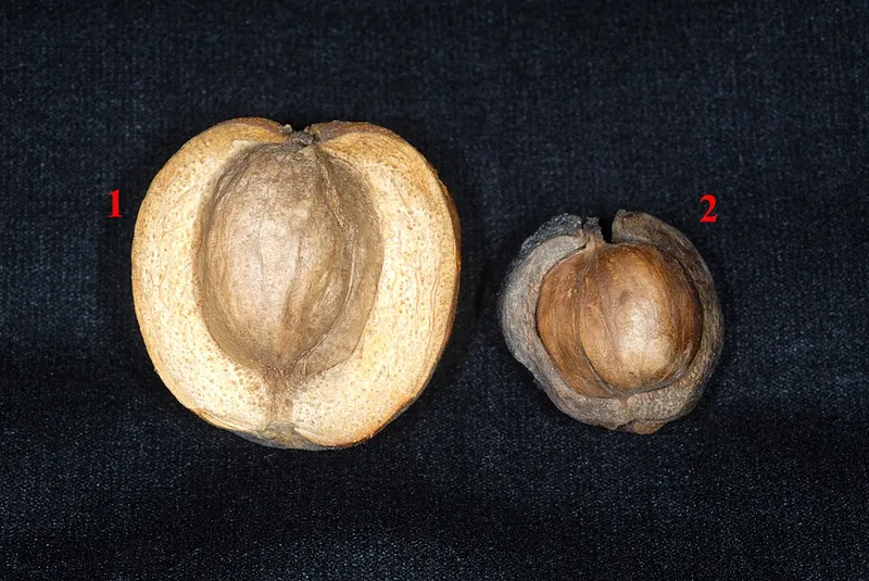 Shagbark Hickory (Carya ovata) in Middle Tennessee